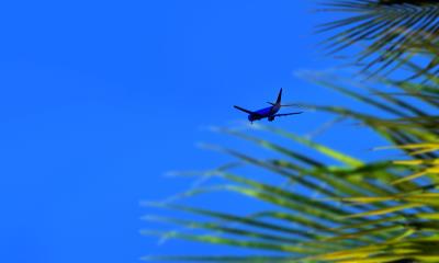 假睫毛胶水利用中国深圳空运快递送到新加坡